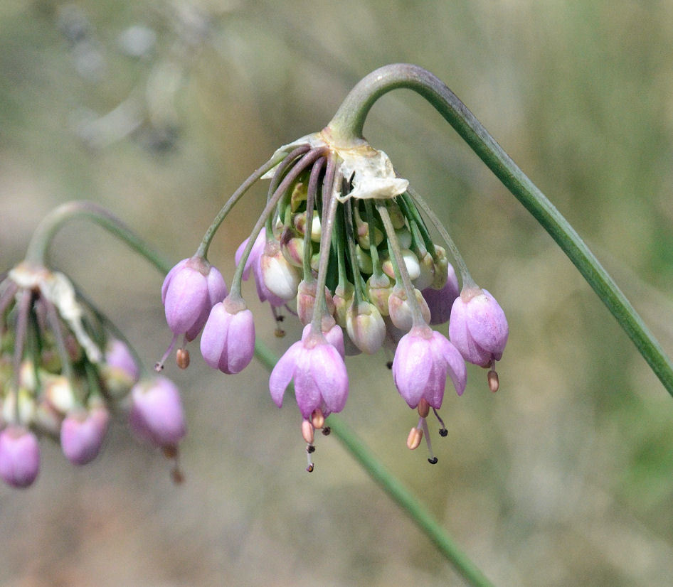 Image de ail penché