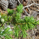 Слика од Juniperus communis var. depressa Pursh
