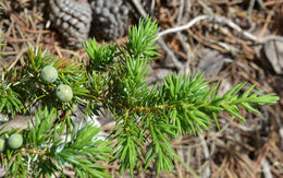 Plancia ëd Juniperus communis var. depressa Pursh