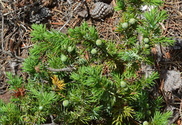 Plancia ëd Juniperus communis var. depressa Pursh