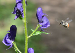 Image of Columbian monkshood