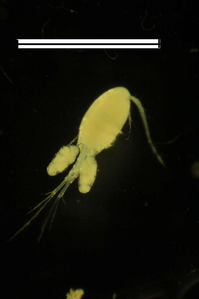 Image of copepods