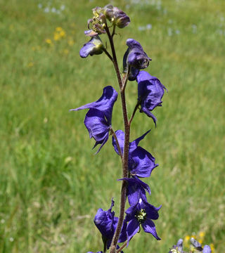 Image of Columbian monkshood