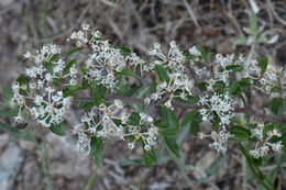 Image de Ceanothus fendleri A. Gray