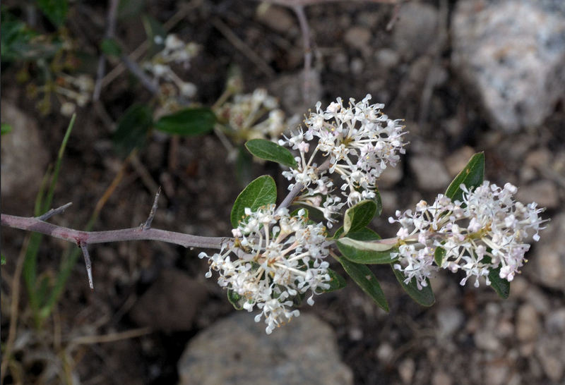 Image de Ceanothus fendleri A. Gray