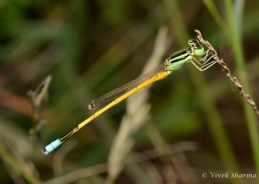 Image of Gossamer Damselfly