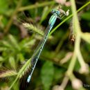 Pseudagrion decorum (Rambur 1842) resmi