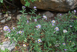 Image of aspen fleabane