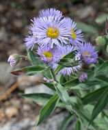 Image of aspen fleabane