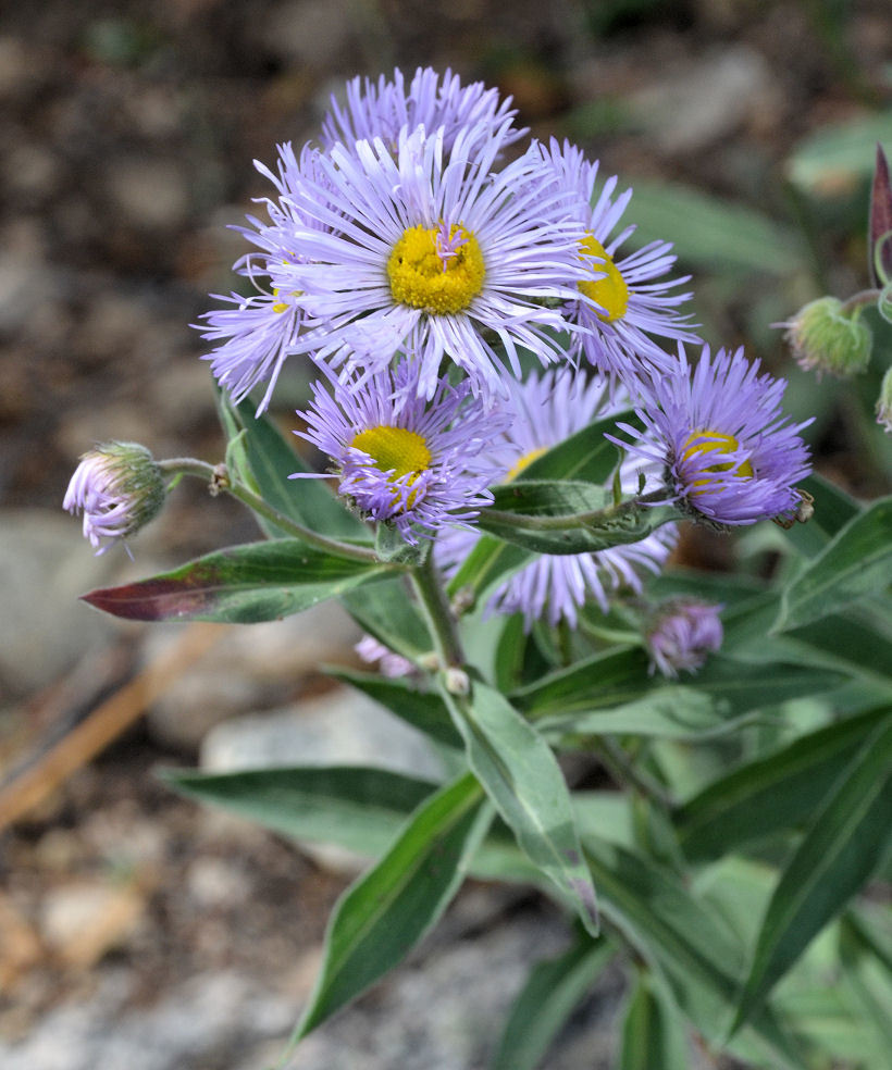 Image of aspen fleabane