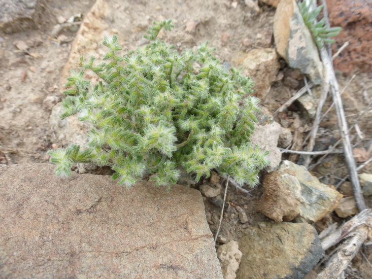 صورة Cryptantha recurvata Coville