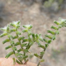 Cryptantha recurvata Coville的圖片