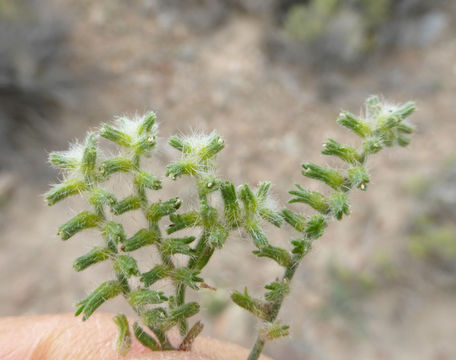 Imagem de Cryptantha recurvata Coville