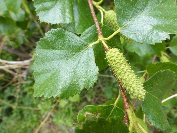 Image of Black birch