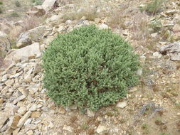 Image of shadscale saltbush