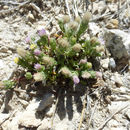 Sivun Symphyotrichum frondosum (Nutt.) G. L. Nesom kuva