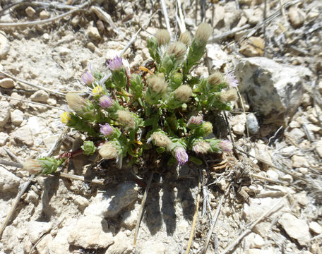 Plancia ëd Symphyotrichum frondosum (Nutt.) G. L. Nesom