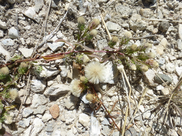 Image of short-rayed alkali aster