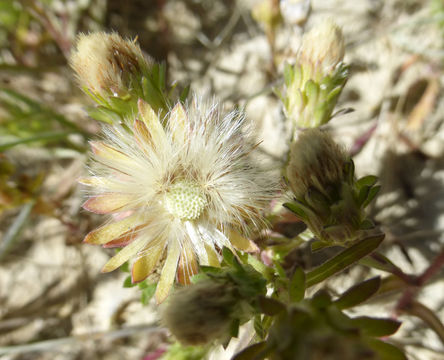 Image of short-rayed alkali aster