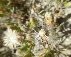 Image of short-rayed alkali aster