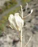 Image of field pennycress