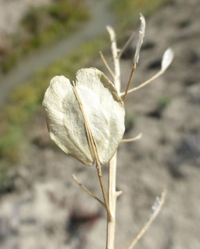 Image of field pennycress