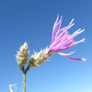 Image of squarrose knapweed