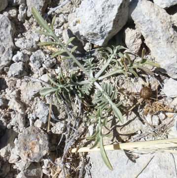 Image of squarrose knapweed