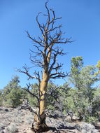 Image of singleleaf pinyon