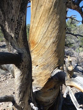 Image of singleleaf pinyon