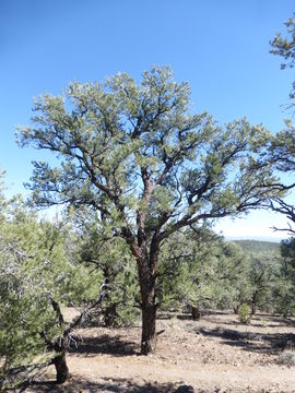 Image of singleleaf pinyon