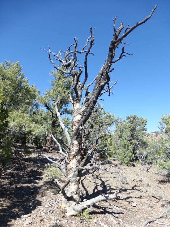 Image of singleleaf pinyon