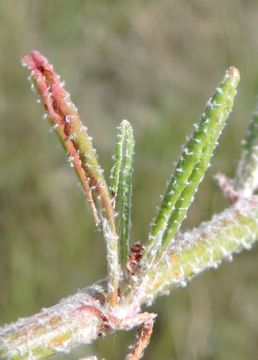 Image of annual buckwheat