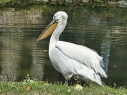 Image of Dalmatian Pelican