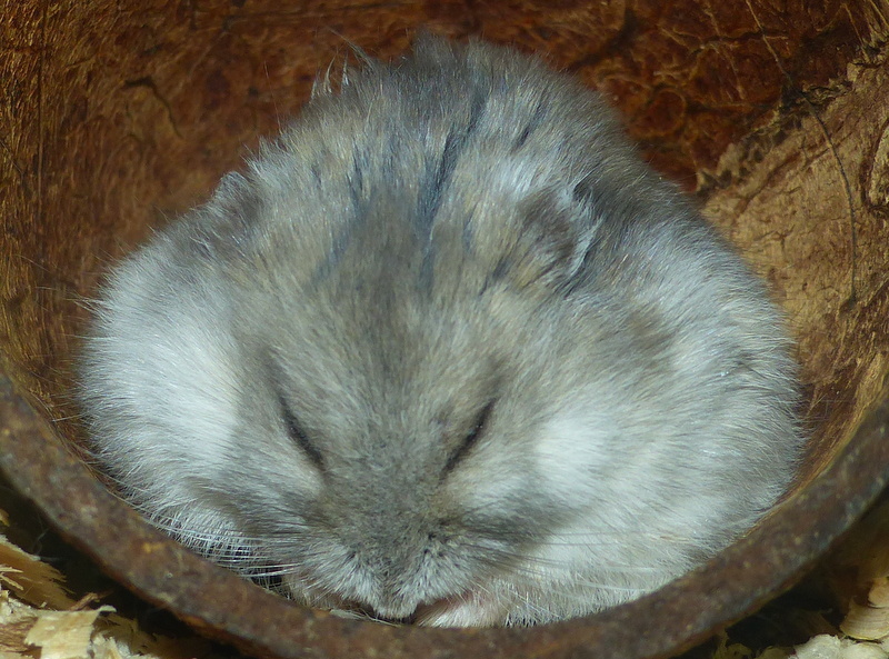 Campbell's dwarf hamster, Animal Database