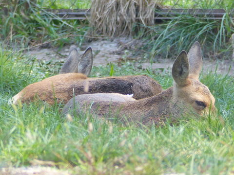 Image of Eastern Roe Deer