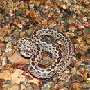 Image of Vipera renardi (Christoph 1861)