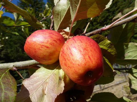 Image of paradise apple