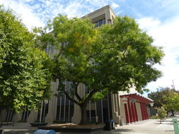 Image of Japanese pagoda tree