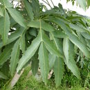 Image of Cussonia paniculata subsp. sinuata (Reyneke & Kok) De Winter