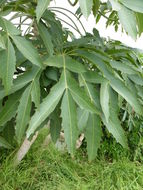 Image of Cussonia paniculata subsp. sinuata (Reyneke & Kok) De Winter