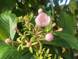 Image of Yunnan luculia