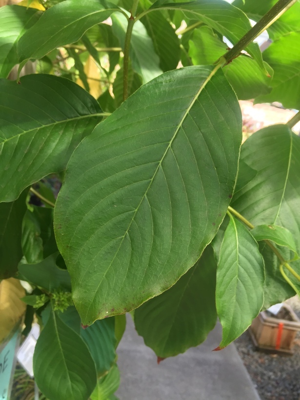 Image of Yunnan luculia