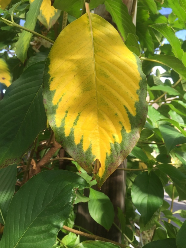 Image of Yunnan luculia