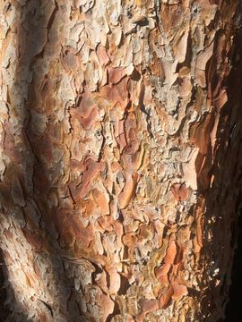 Image of Japanese Red Pine