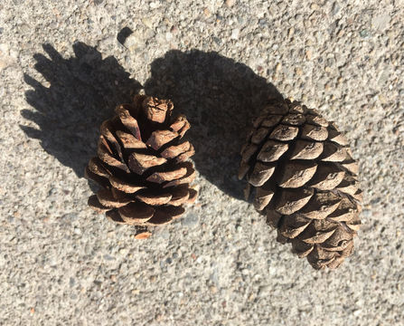 Image of Japanese Red Pine