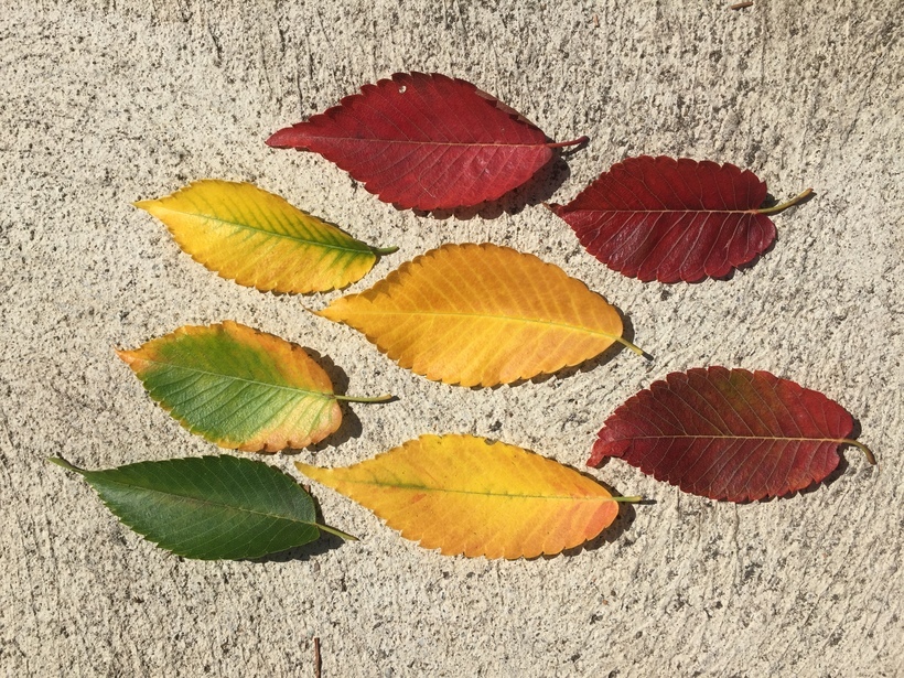 Imagem de Zelkova serrata (Thunb.) Makino