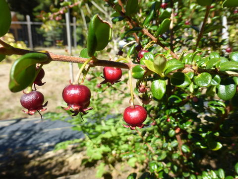 Image of Chilean guava