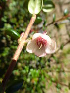 Image of Chilean guava