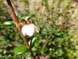 Image of Chilean guava